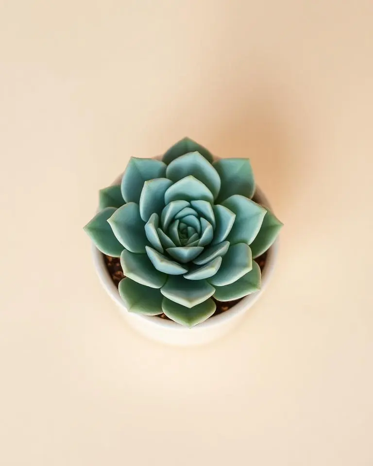 Эхеверия — Echeveria